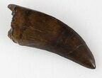 Serrated, Tyrannosaur Tooth - Montana #36375-2